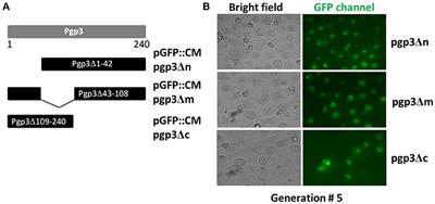 The Structural Integrity of Plasmid-Encoded Pgp3 Is Essential for Induction of Hydrosalpinx by Chlamydia muridarum